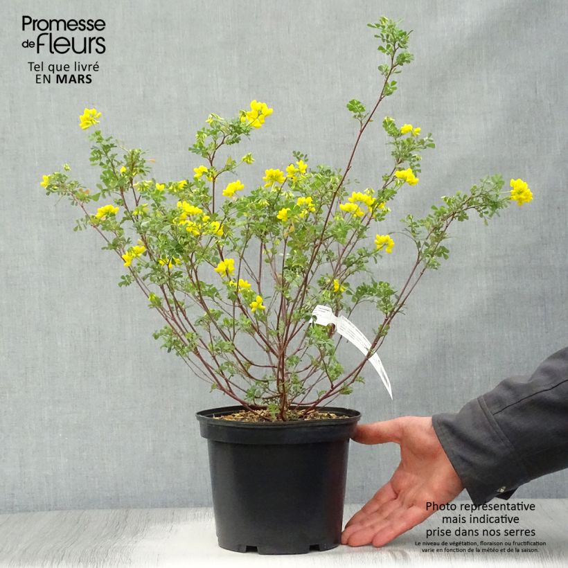 Exemplaar van Coronilla valentina Glauca - Kroonkruid Pot van 2 l/3 l zoals geleverd in de lente