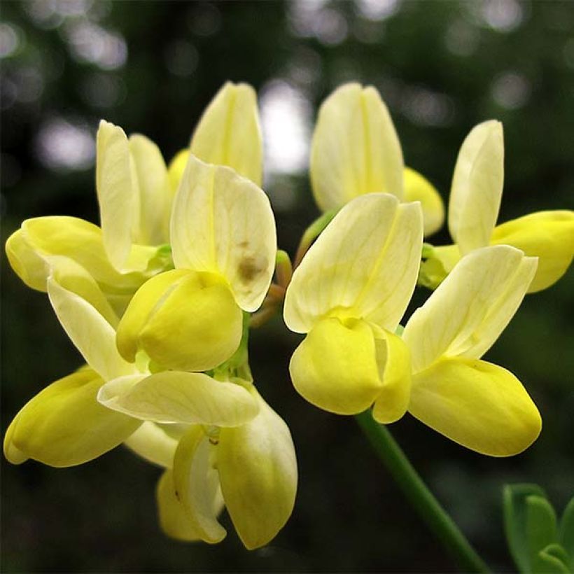 Coronilla valentina glauca Citrina - Kroonkruid (Flowering)