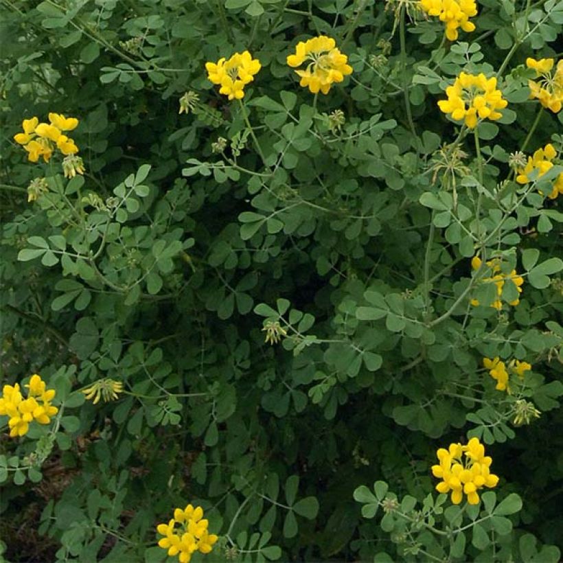 Coronilla valentina glauca Selection - Kroonkruid (Foliage)