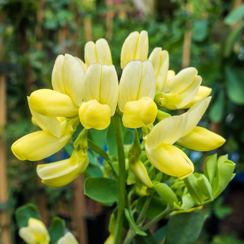 Coronilla valentina glauca Citrina - Kroonkruid (Bloei)