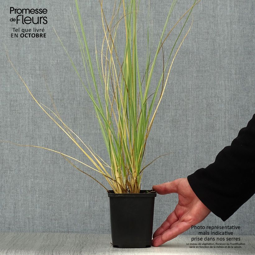 Exemplaar van Cortaderia richardii - Pampasgras Kweekpotje van 8/9 cm zoals geleverd in de herfst