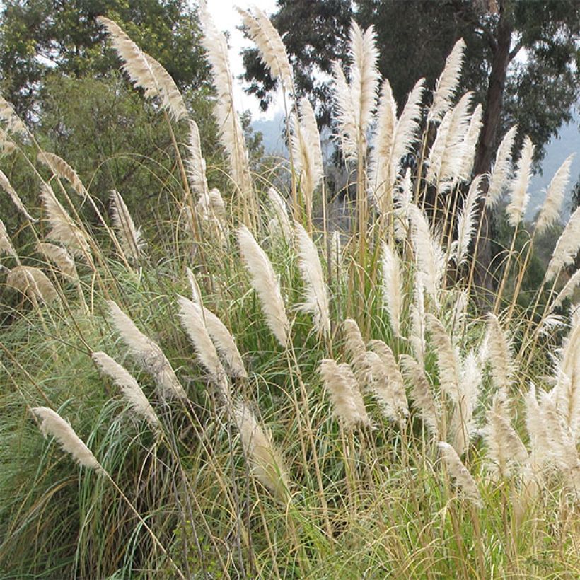Cortaderia selloana - Pampasgras (Bloei)