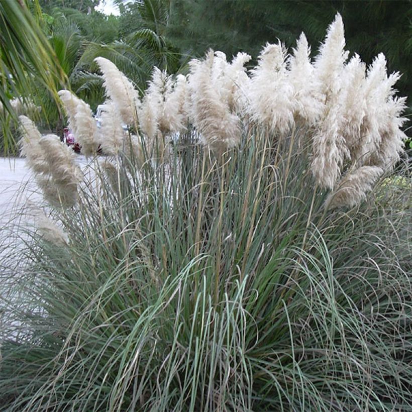 Cortaderia selloana - Pampasgras (Groeiplaats)