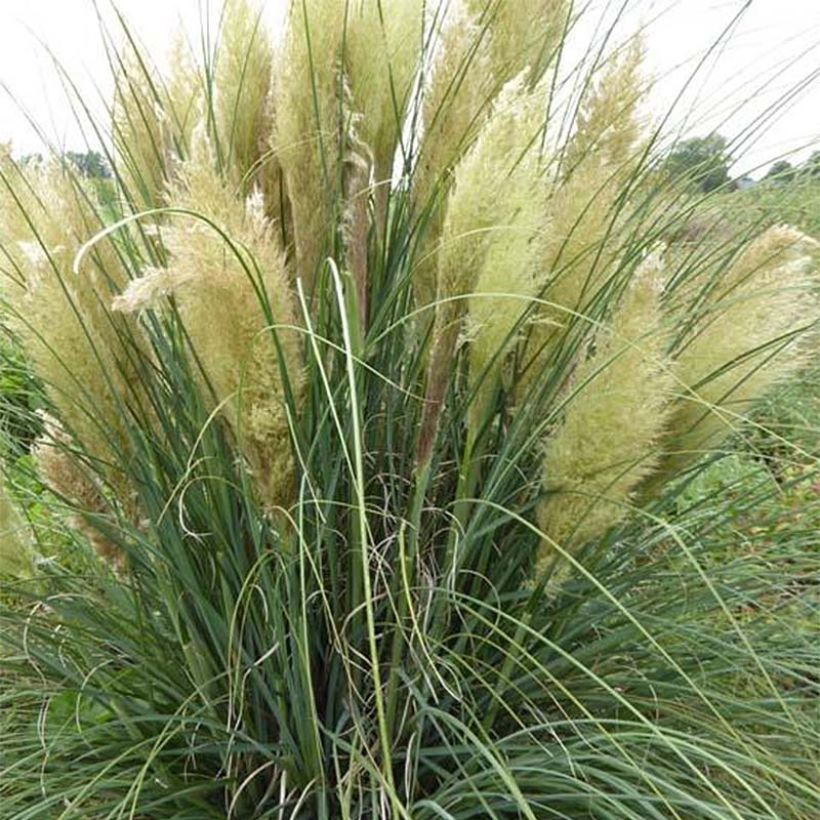 Cortaderia selloana Evita - Pampasgras (Groeiplaats)