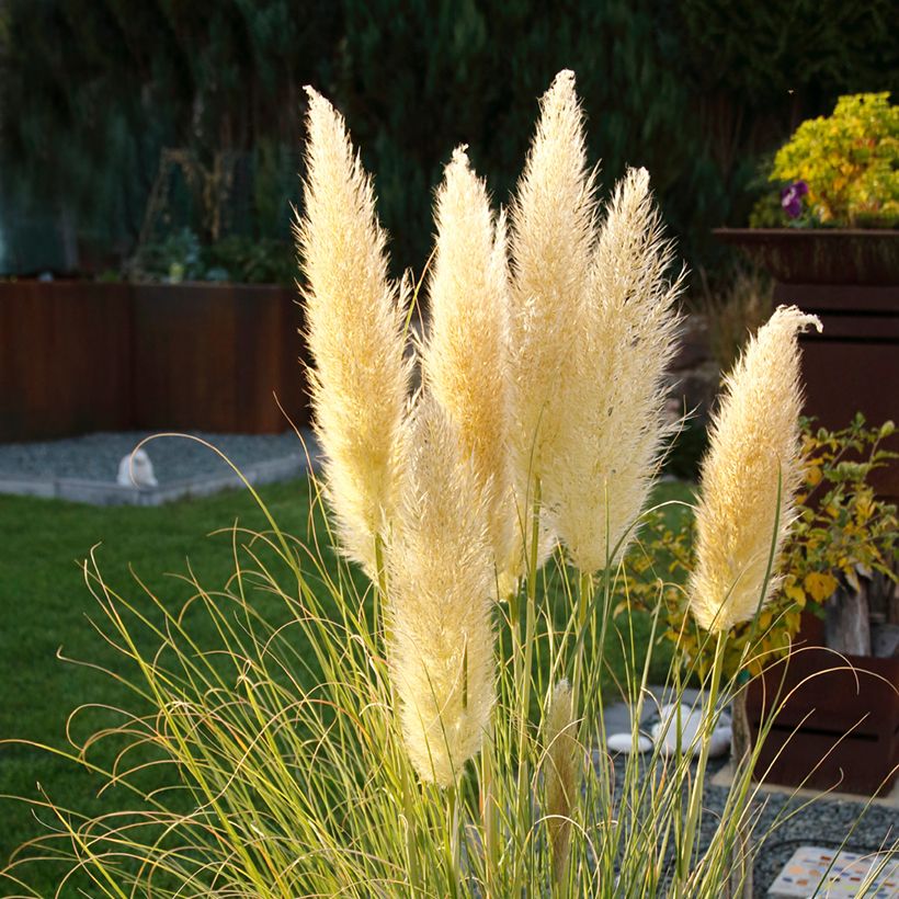 Cortaderia selloana Mini Pampas - Pampasgras (Bloei)