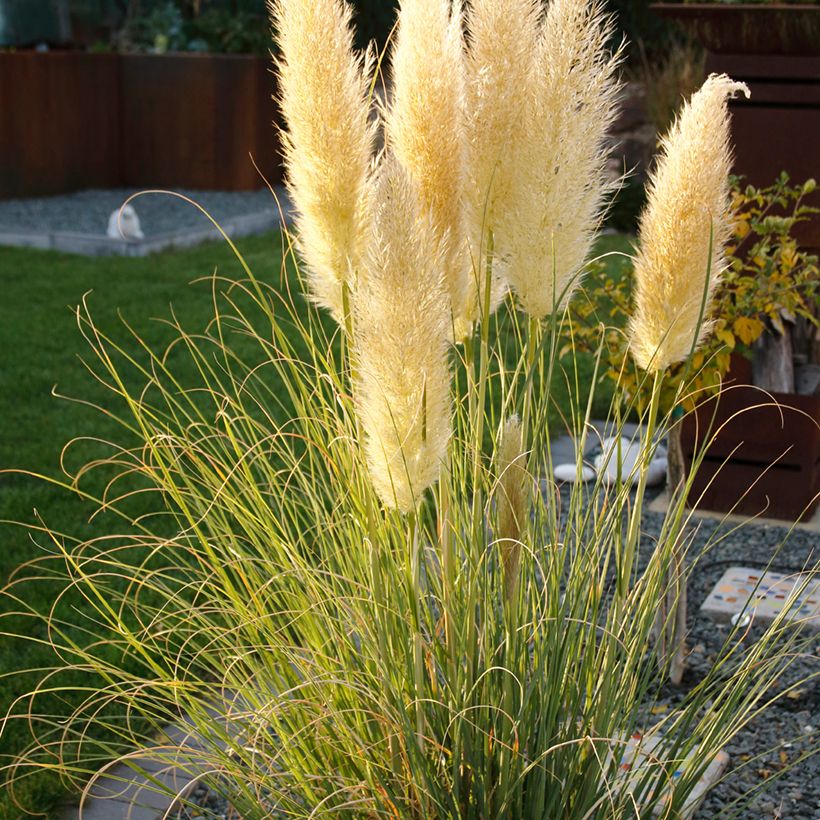 Cortaderia selloana Mini Pampas - Pampasgras (Groeiplaats)