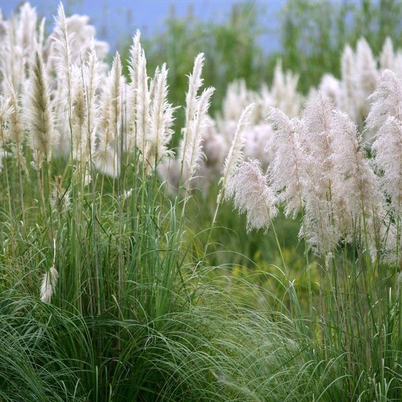 Cortaderia selloana Mini Silver Pampas - Pampasgras (Groeiplaats)