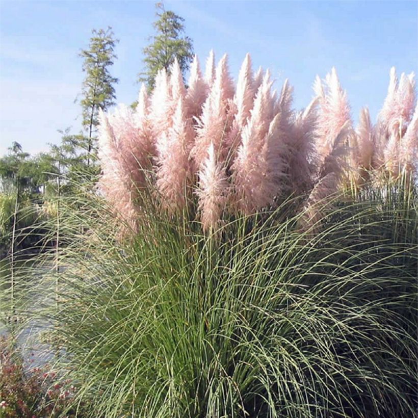 Cortaderia selloana Rosea - Pampasgras (Groeiplaats)