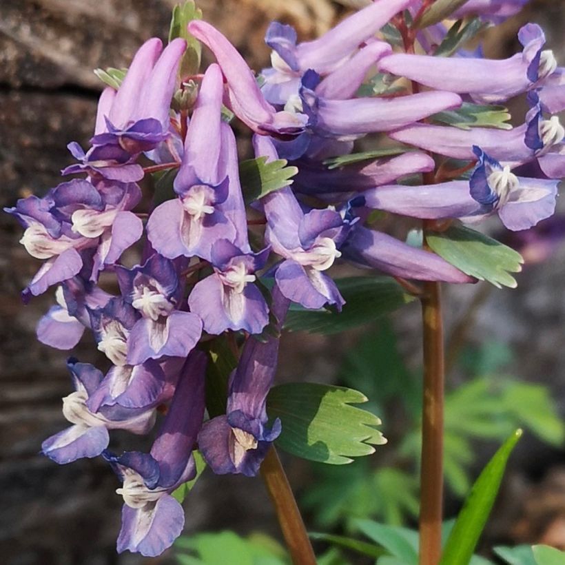 Corydalis sp. from Sichuan - Helmbloem (Bloei)