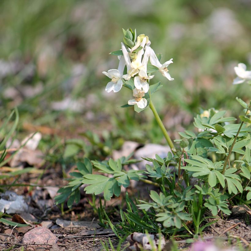 Corydalis solida White Swallow - Vingerhelmbloem (Groeiplaats)