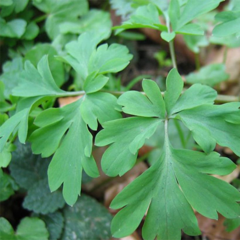 Corydalis Blackberry Wine - Helmbloem (Blad)