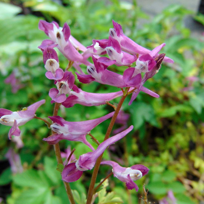 Corydalis Blackberry Wine - Helmbloem (Bloei)