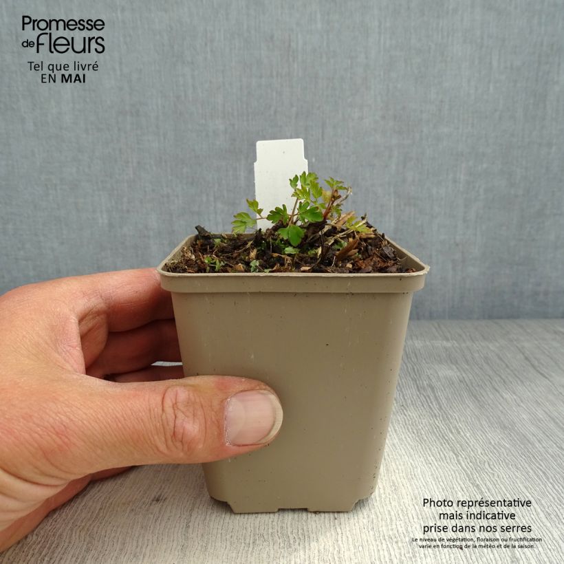 Exemplaar van Corydalis Blackberry Wine - Helmbloem Kweekpotje van 8/9 cm zoals geleverd in de lente