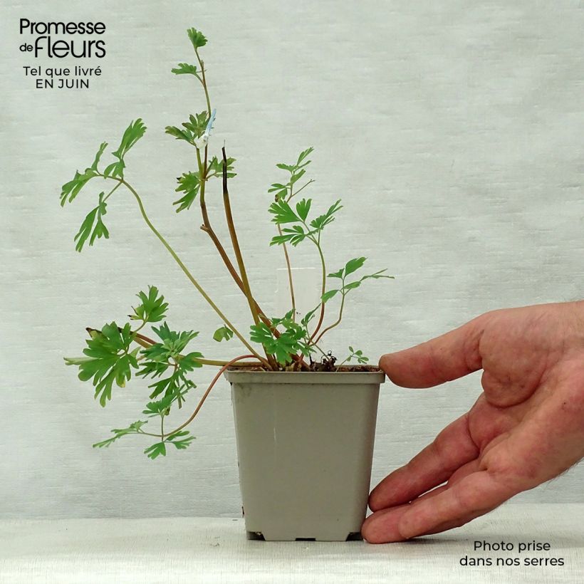 Exemplaar van Corydalis Craigton Blue - Helmbloem Kweekpotje van 8/9 cm zoals geleverd in de zomer