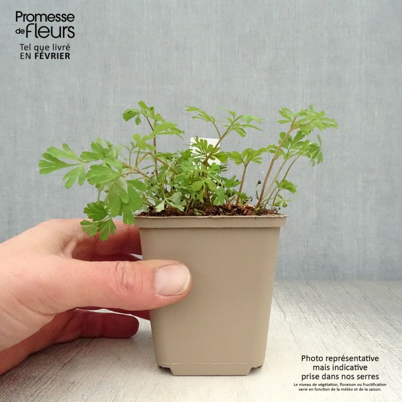 Example of Corydalis Craigton Blue - Helmbloem Kweekpotje van 8/9 cm as you get in hiver