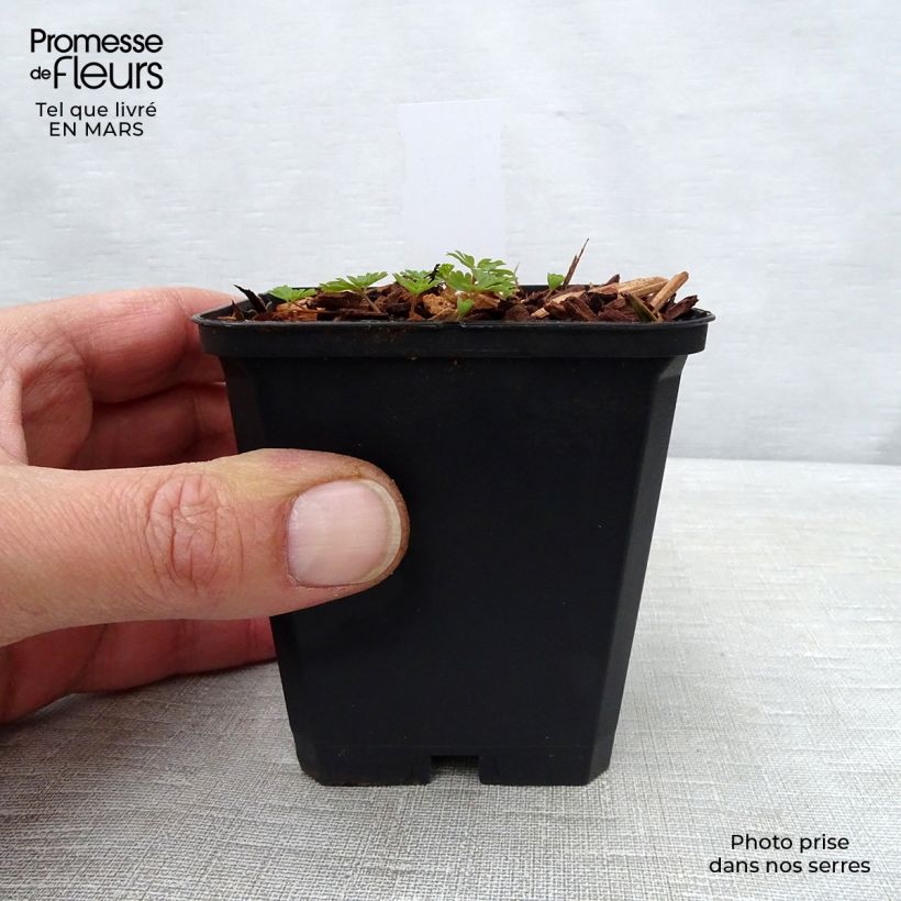 Exemplaar van Corydalis Craigton Blue - Helmbloem Kweekpotje van 8/9 cm zoals geleverd in de lente