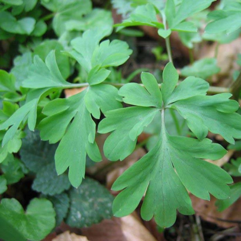 Corydalis solida Firebird - Vingerhelmbloem (Blad)