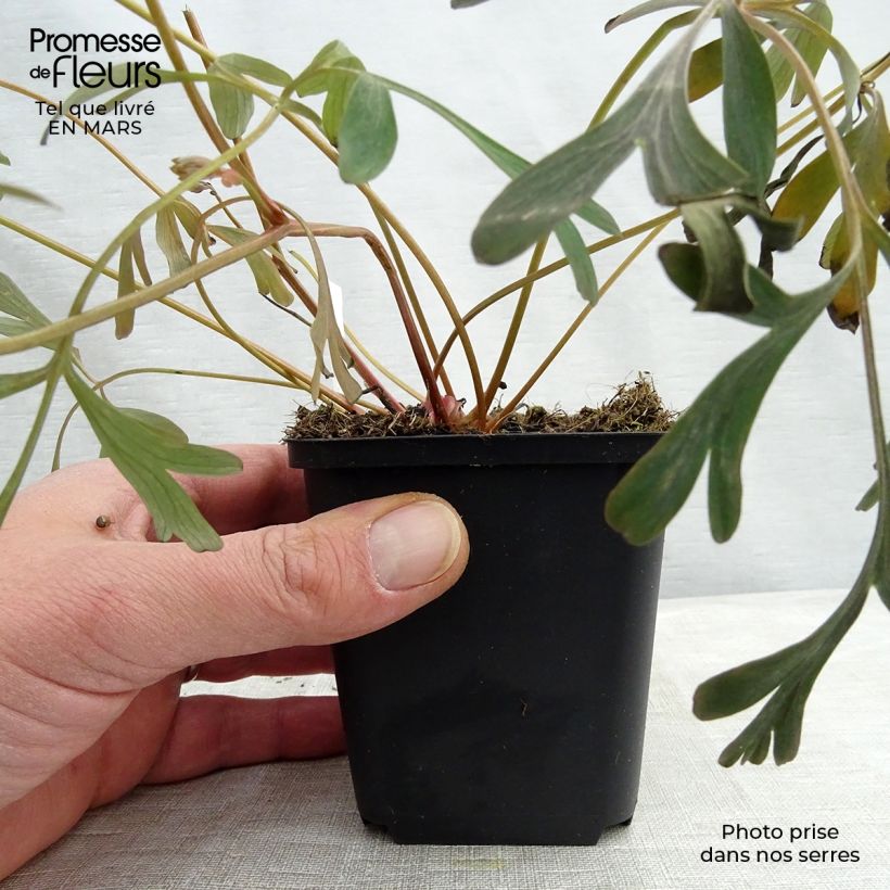 Exemplaar van Corydalis flexuosa Porcelain Blue - Helmbloem Kweekpotje van 8/9 cm zoals geleverd in de lente