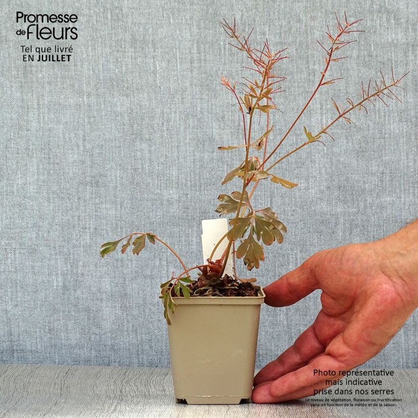 Exemplaar van Corydalis flexuosa Porcelain Blue - Helmbloem Kweekpotje van 8/9 cm zoals geleverd in de zomer