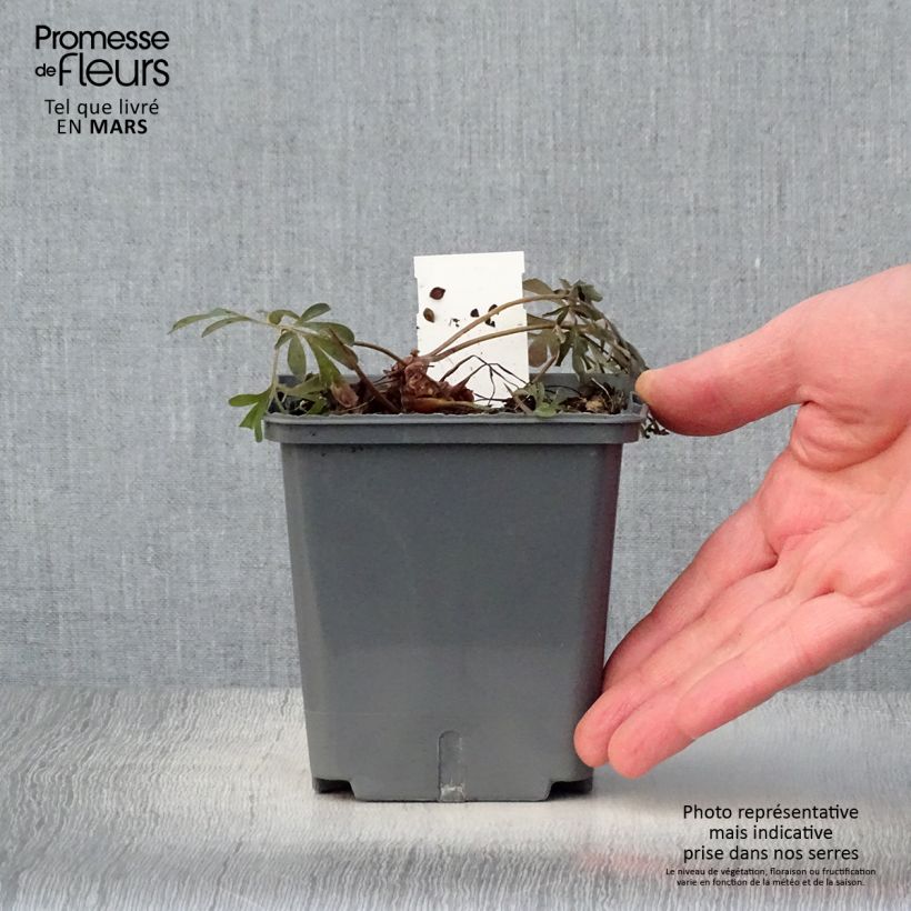 Exemplaar van Corydalis flexuosa Porcelain Blue - Helmbloem Pot van 1 l/1,5 l zoals geleverd in de lente