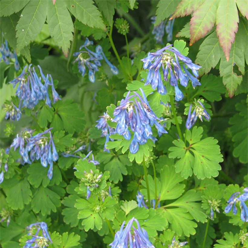Corydalis flexuosa Purple Leaf - Helmbloem (Flowering)