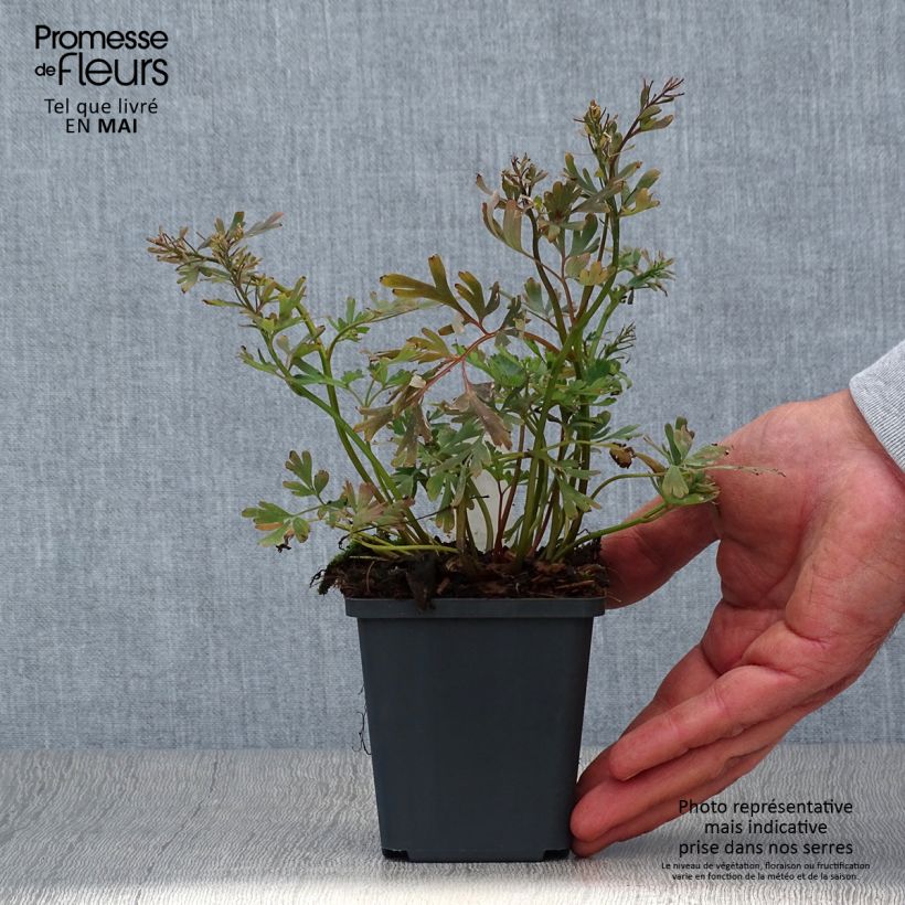 Exemplaar van Corydalis flexuosa Purple Leaf - Helmbloem Kweekpotje van 8/9 cm zoals geleverd in de lente