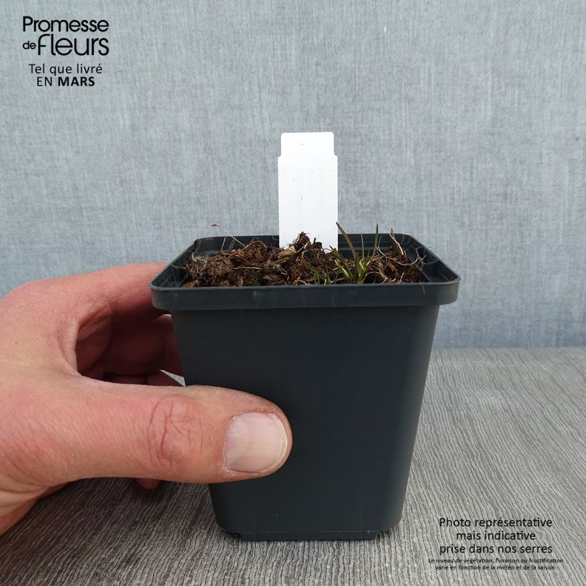 Example of Corydalis flexuosa Purple Leaf - Corydale Kweekpotje van 8/9 cm as you get in hiver