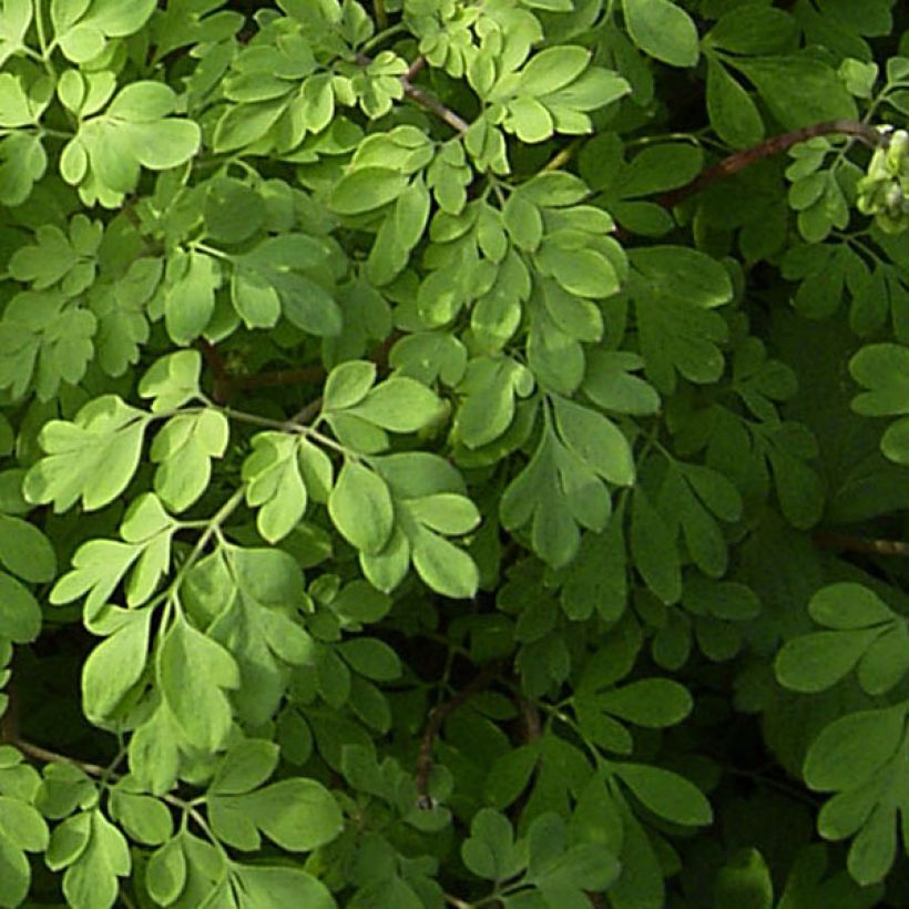 Corydalis lutea - Gele helmbloem (Foliage)