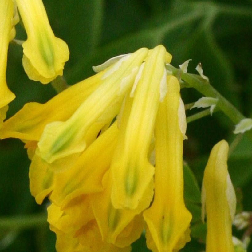 Corydalis lutea - Gele helmbloem (Flowering)