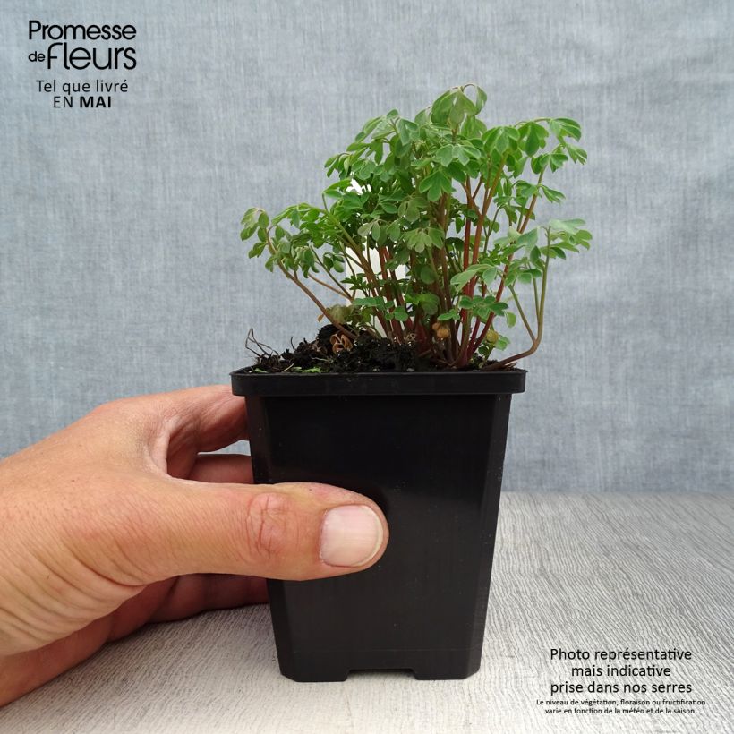 Exemplaar van Corydalis lutea - Gele helmbloem Kweekpotje van 8/9 cm zoals geleverd in de lente