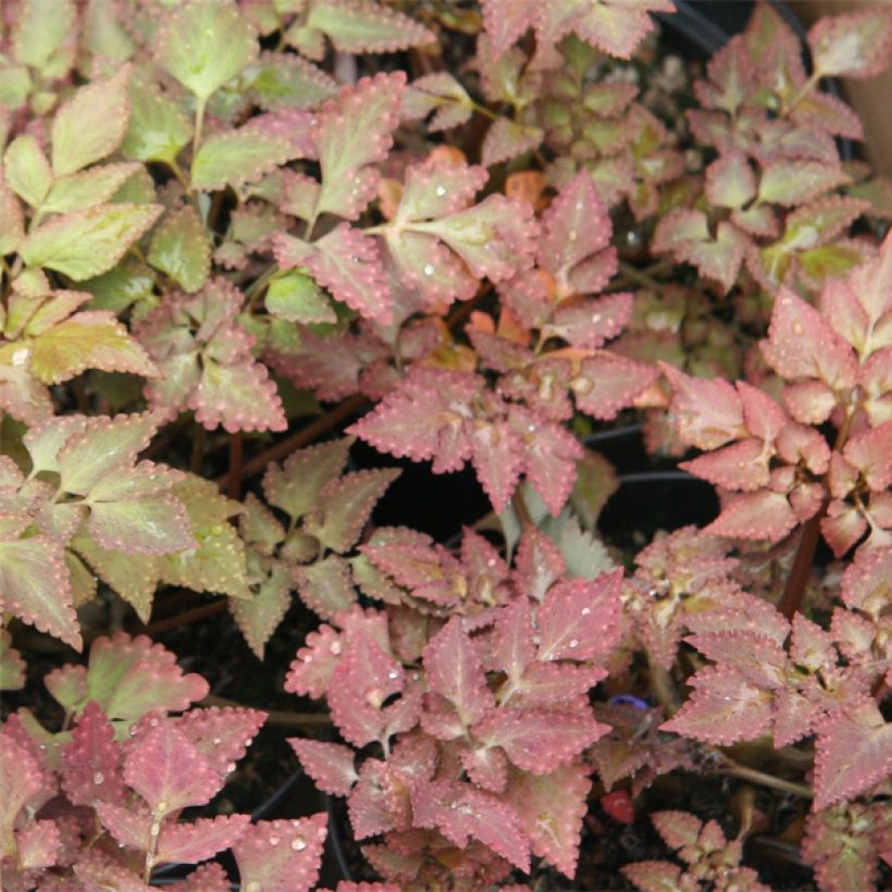 Corydalis quantmeyeriana Chocolate Stars - Helmbloem (Blad)