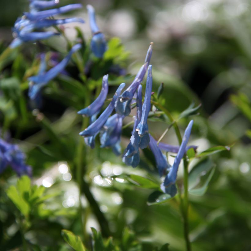 Corydalis elata Blue Summit - Helmbloem (Bloei)
