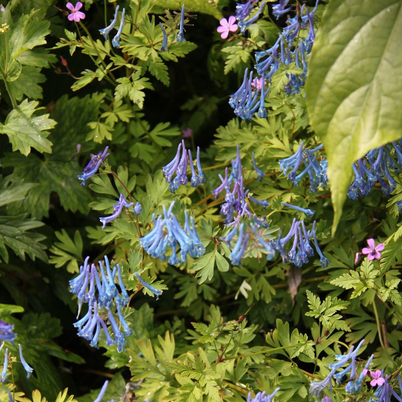 Corydalis elata Blue Summit - Helmbloem (Groeiplaats)