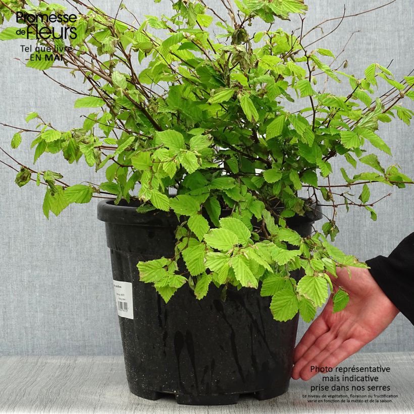 Example of Corylopsis pauciflora - Faux noisetier Pot van 12 l/15 l as you get in printemps