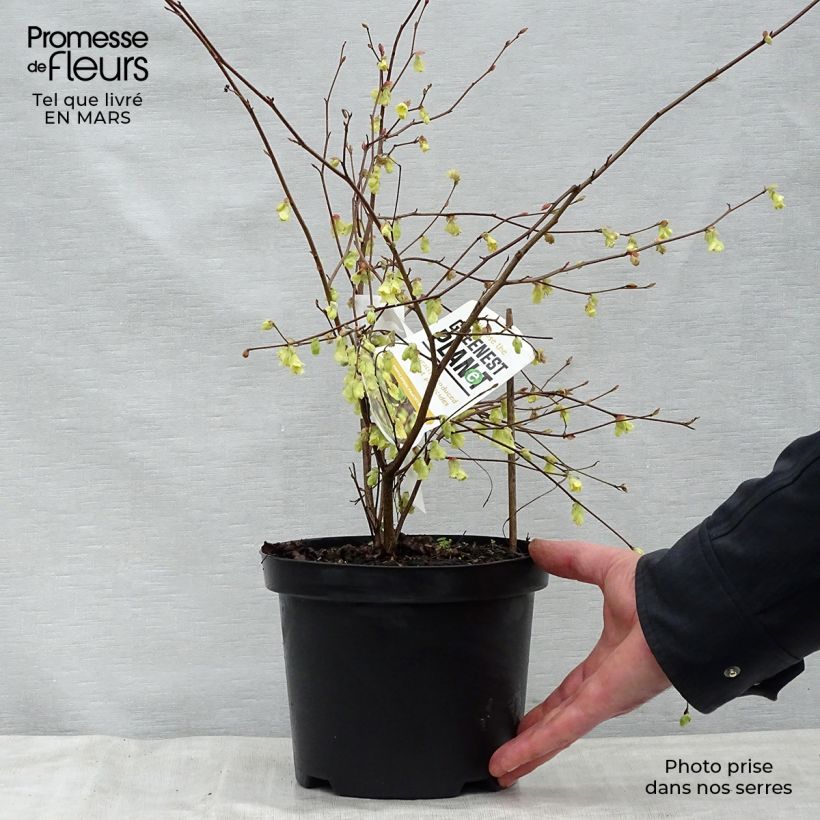 Exemplaar van Corylopsis pauciflora - Schijnhazelaar Pot van 2 l/3 l zoals geleverd in de lente