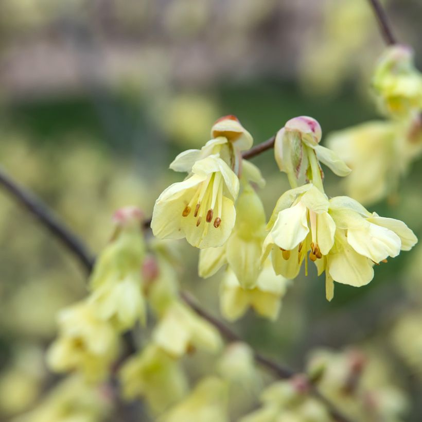 Corylopsis pauciflora - Schijnhazelaar (Bloei)
