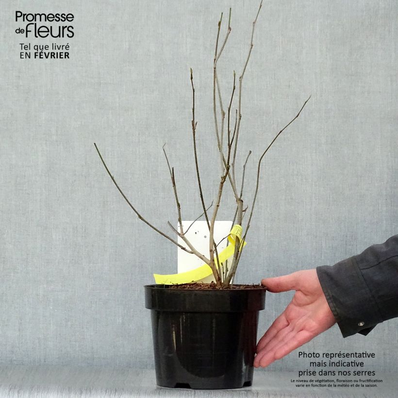 Example of Corylopsis spicata - Faux noisetier Pot van 2 l/3 l as you get in hiver