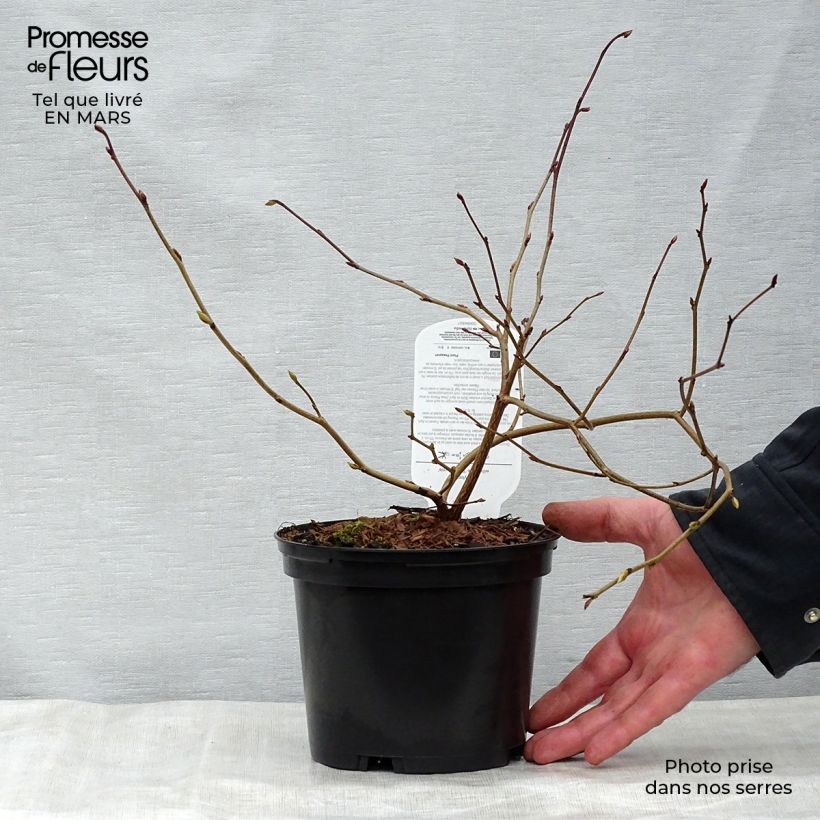 Exemplaar van Corylopsis willmottiae Spring Purple - Schijnhazelaar Pot van 2 l/3 l zoals geleverd in de lente