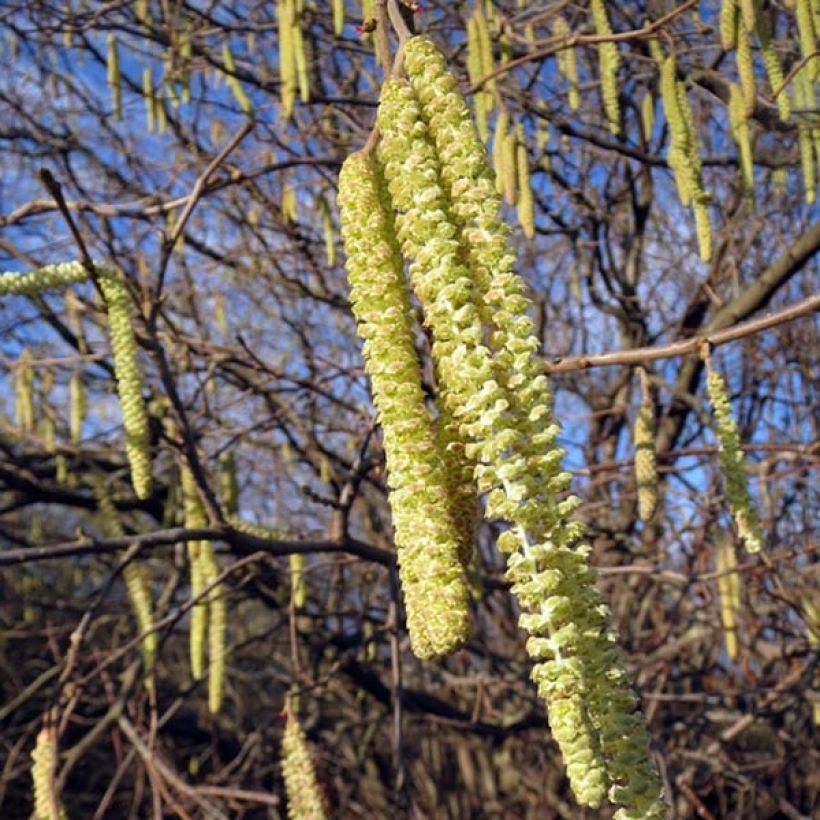 Corylus avellana blote wortel - Hazelaar (Flowering)