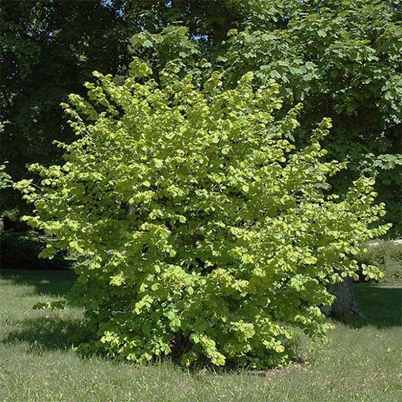 Corylus avellana Aurea - Hazelaar (Plant habit)