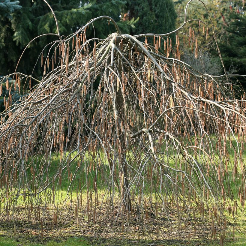 Corylus avellana Pendula - Hazelaar (Groeiplaats)