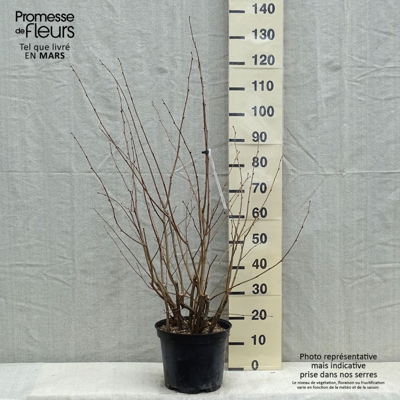 Example of Corylus avellana Rode Zellernoot - Hazel Pot van 7,5 l/10 l as you get in hiver