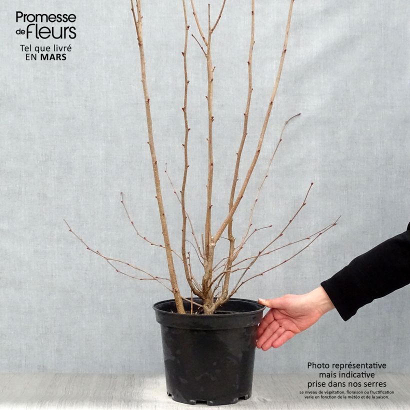 Exemplaar van Corylus avellana Rode Zellernoot - Hazel Pot van 7,5 l/10 l zoals geleverd in de lente