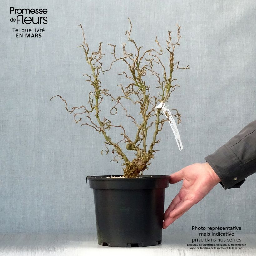 Exemplaar van Corylus avellana Scooter - Hazelaar Pot van 4 l/5 l zoals geleverd in de lente