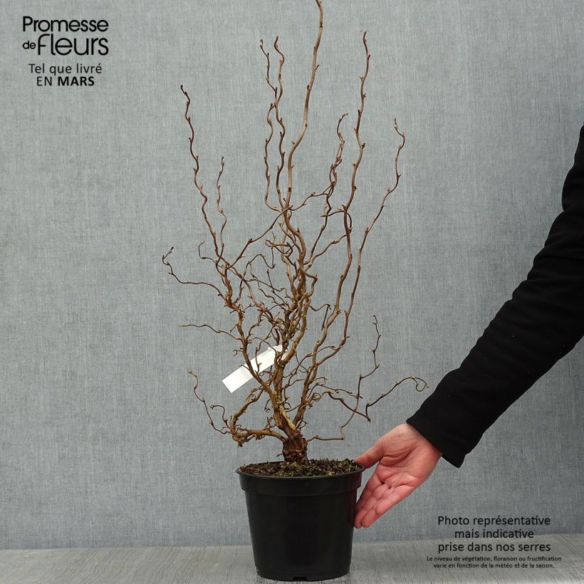 Example of Corylus avellana Scooter - Hazelaar Pot van 4 l/5 l as you get in hiver