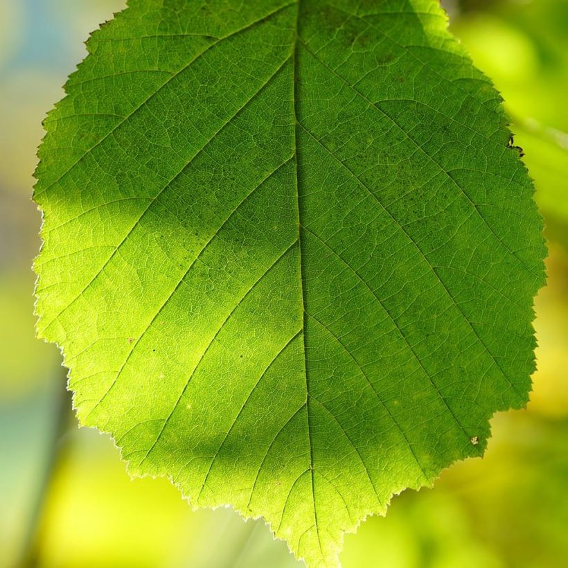 Corylus avellana Webbs Prize Cobb - Hazelaar (Foliage)