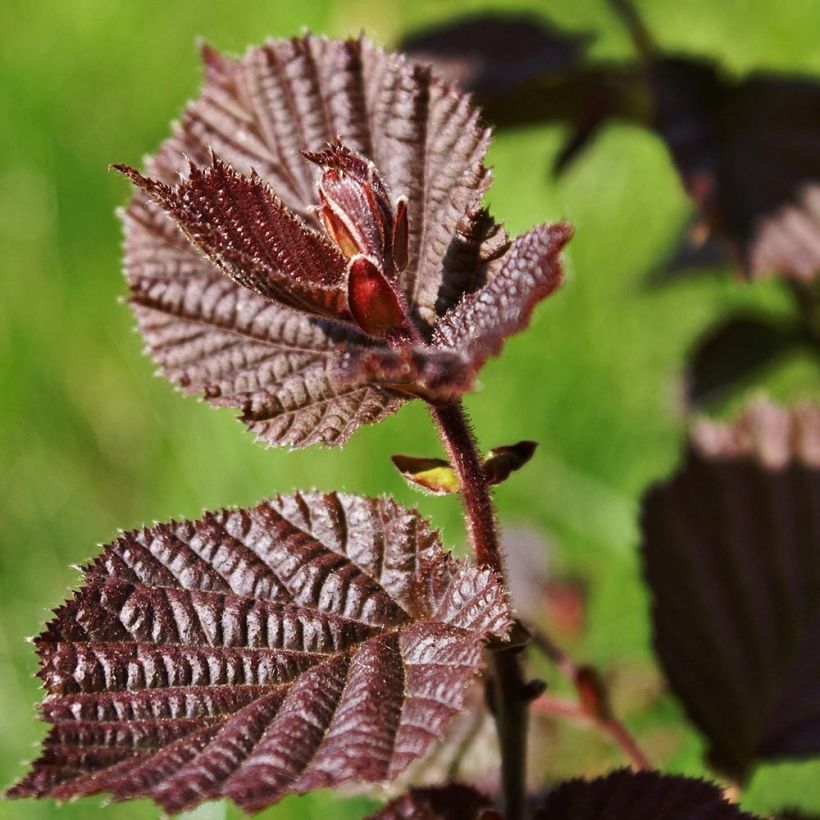 Corylus maxima Purpurea - Lambertsnoot (Foliage)