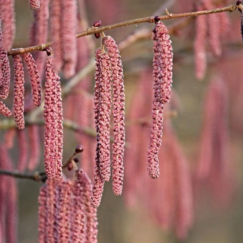Corylus maxima Purpurea - Lambertsnoot (Flowering)
