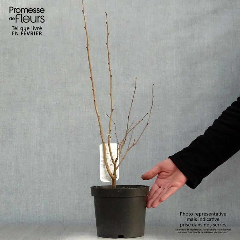 Example of Corylus maxima Purpurea - Noisetier pourpre Pot van 3 l/4 l as you get in hiver