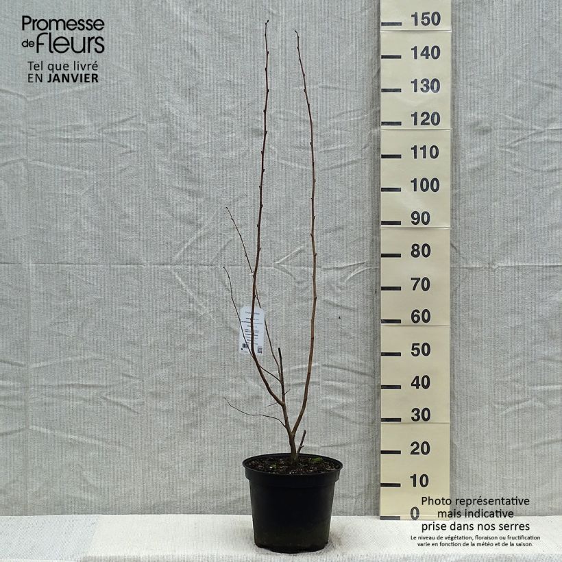 Example of Corylus maxima Purpurea - Noisetier pourpre Pot van 7,5 l/10 l as you get in hiver